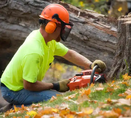 tree services Jerry City